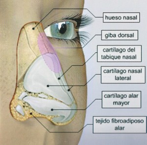 Ala nasal